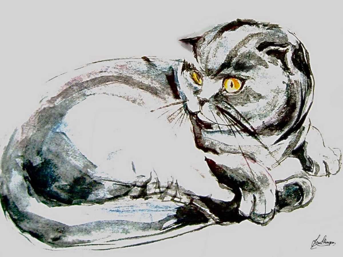 animals